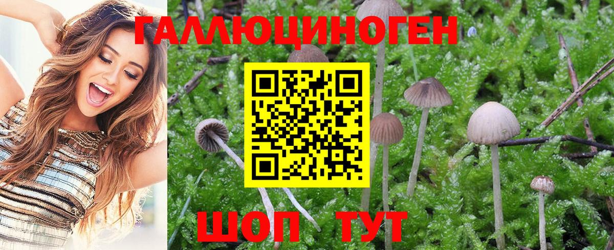 Псилоцибиновые грибы Psilocybe  Вход с VPN  Кудрово  Псилоцибиновые грибы Magic Shrooms 